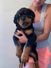 Rottweiler - �pi�kov� �t�nata 