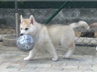 Sibisk Husky tn