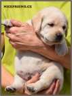 �t���tka labrador� 
