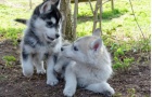 Nádherná štěňátka vlčího sibiřského husky Nádherná štěňátka vlčího sibiřského husky
