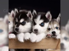 Sibiřský Husky štěňata chovatelské stanice Sibiřský Husky štěňata chovatelské stanice