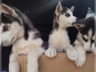 Sibiřský husky štěňata s papírem Sibiřský husky štěňata s papírem