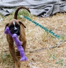 N�m. boxer - �t��ata s PP 