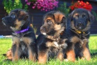 Prodám štěňata německého ovčáka Prodám štěňata německého ovčáka