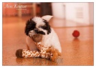 �t���tka shih-tzu