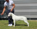 Argentinsk� doga (Dogo Argentino) - �t��ata