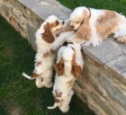 Americk kokrpanl blozlat