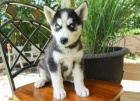 P�kn� �t���tka sibi�sk�ho husky
