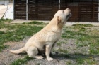 Labrador světlý Labrador světlý