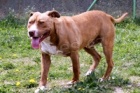 Nalezen pitbul Nalezen pitbul