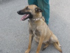 Nalezený belgický ovčák - malinois na Vyškovsku Nalezený belgický ovčák - malinois na Vyškovsku