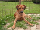 našel se ridgeback našel se ridgeback