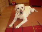 Našel se Labrador Našel se Labrador