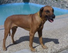 Ztratil se pes Rhod�zsk� Ridgeback