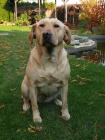 Našel se Labradorský retrívr (fena) Našel se Labradorský retrívr (fena)