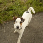 jack russel teri�r