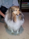našla se sheltie našla se sheltie