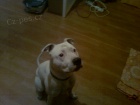 Našel se pitbul Našel se pitbul