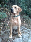 Zlat� Labrador