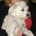 Mal� b�l� pes - k��enec