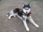 Ztratila se fenečka Sibiřský husky Ztratila se fenečka Sibiřský husky
