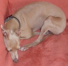 Hled� se fenka italsk�ho chrt�ka