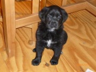 Našlo se štěně křížence labradora Našlo se štěně křížence labradora