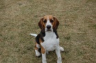 Ztratil se Beagle - Jesen�k