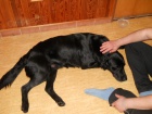 Nalezený labrador Nalezený labrador