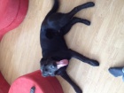 Černý labrador Černý labrador