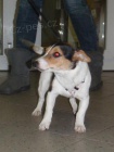 Nalezený kříženec jack russell terrier Nalezený kříženec jack russell terrier