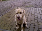 Našel se světlý labrador Našel se světlý labrador