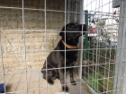 Nalezen černý labrador Nalezen černý labrador