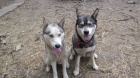 dve fenecky huskyho hledaji sveho panicka dve fenecky huskyho hledaji sveho panicka