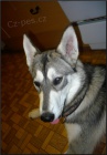 Husky nebo Malamut Husky nebo Malamut