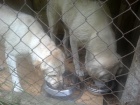 2 labradorští retrívři 2 labradorští retrívři