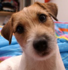 Hled�me Miu - Lys� nad Labem