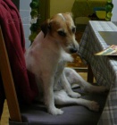 Hled�me Miu - Lys� nad Labem