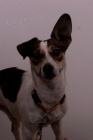 Fena Jack Russel dnes ve�er