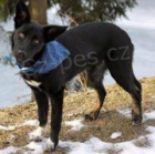 Hled� se fenka Sushi