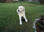 hled�me Labradora Semilsko