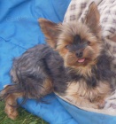 PROS�M POMOC ZTRATILA SE FENKA