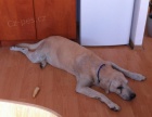Našel se labradorský retrívr Našel se labradorský retrívr
