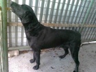 Nalezený černý labrador – Lázně Bohdaneč/Pardubicko Nalezený černý labrador – Lázně Bohdaneč/Pardubicko
