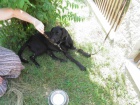 Nalezená čubina asi labradora – Tetov  (Pardubicko) Nalezená čubina asi labradora – Tetov  (Pardubicko)