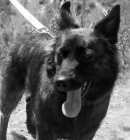 Ztratila se fenka - k��enec - H�ebe� (Kladno)