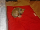 Nalezená čivava u Mladé Boleslavi Nalezená čivava u Mladé Boleslavi