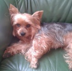 prosim o pomoc ! ztratil se jork�irek