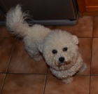 Bi�onek, pes, Zdim��ice u Jesenice