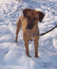 Krásný mazlivý ridgeback hledá akutně domov, hrozí útulek - okr. Frýdek Místek Krásný mazlivý ridgeback hledá akutně domov, hrozí útulek - okr. Frýdek Místek